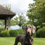 Blue - Gladharige standaard teckel Blue & Tan 